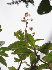 Linochilus tenuifolius