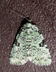 Leuconycta diphteroides
