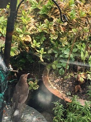 Turdus merula