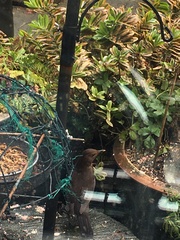 Turdus merula
