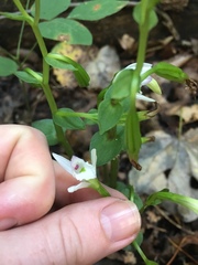 Triphora trianthophoros trianthophoros