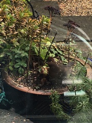 Turdus merula