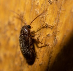 Ptilodactyla