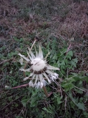 Carlina acaulis