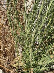 Erigeron bonariensis