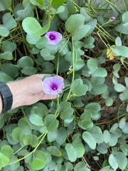 Ipomoea pes-caprae
