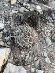 Echinocactus horizonthalonius