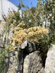 Erigeron bonariensis