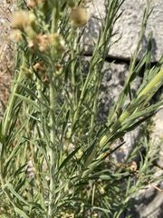 Erigeron bonariensis