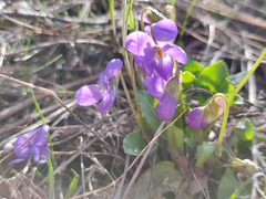 Viola ambigua
