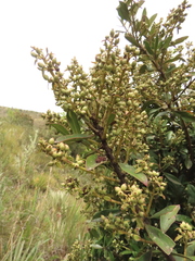 Gaiadendron punctatum