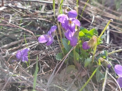 Viola ambigua