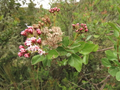 Ageratina boyacensis