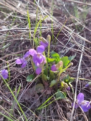 Viola ambigua
