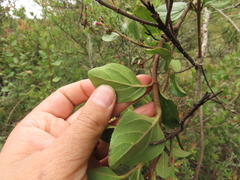 Ageratina boyacensis