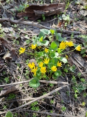 Ficaria verna calthifolia