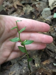 Triphora trianthophoros trianthophoros