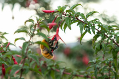 Bombus dahlbomii