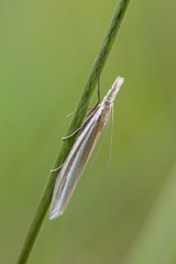 Fernandocrambus