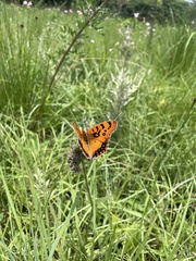 Catacroptera cloanthe