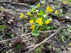 Ficaria verna calthifolia