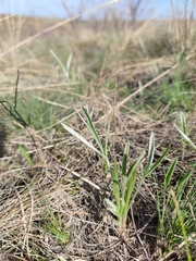 Ranunculus illyricus