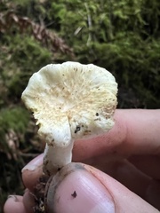 Albatrellus