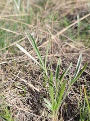 Ranunculus illyricus