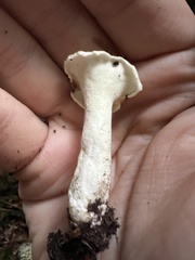 Albatrellus