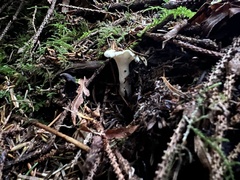 Albatrellus
