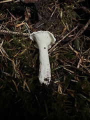 Albatrellus