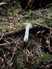 Albatrellus