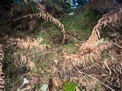 Albatrellus