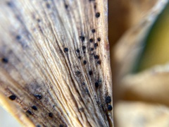 Bartheletia paradoxa