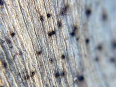 Bartheletia paradoxa