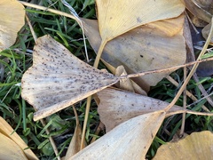 Bartheletia paradoxa