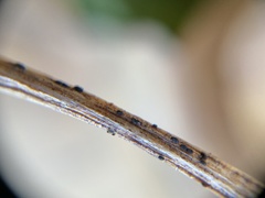 Bartheletia paradoxa