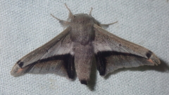Gonogramma mawaja