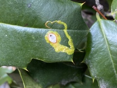 Phytomyza ilicicola