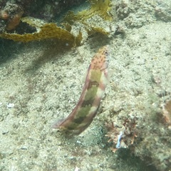 Eupetrichthys angustipes