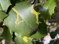 Phytomyza ilicicola