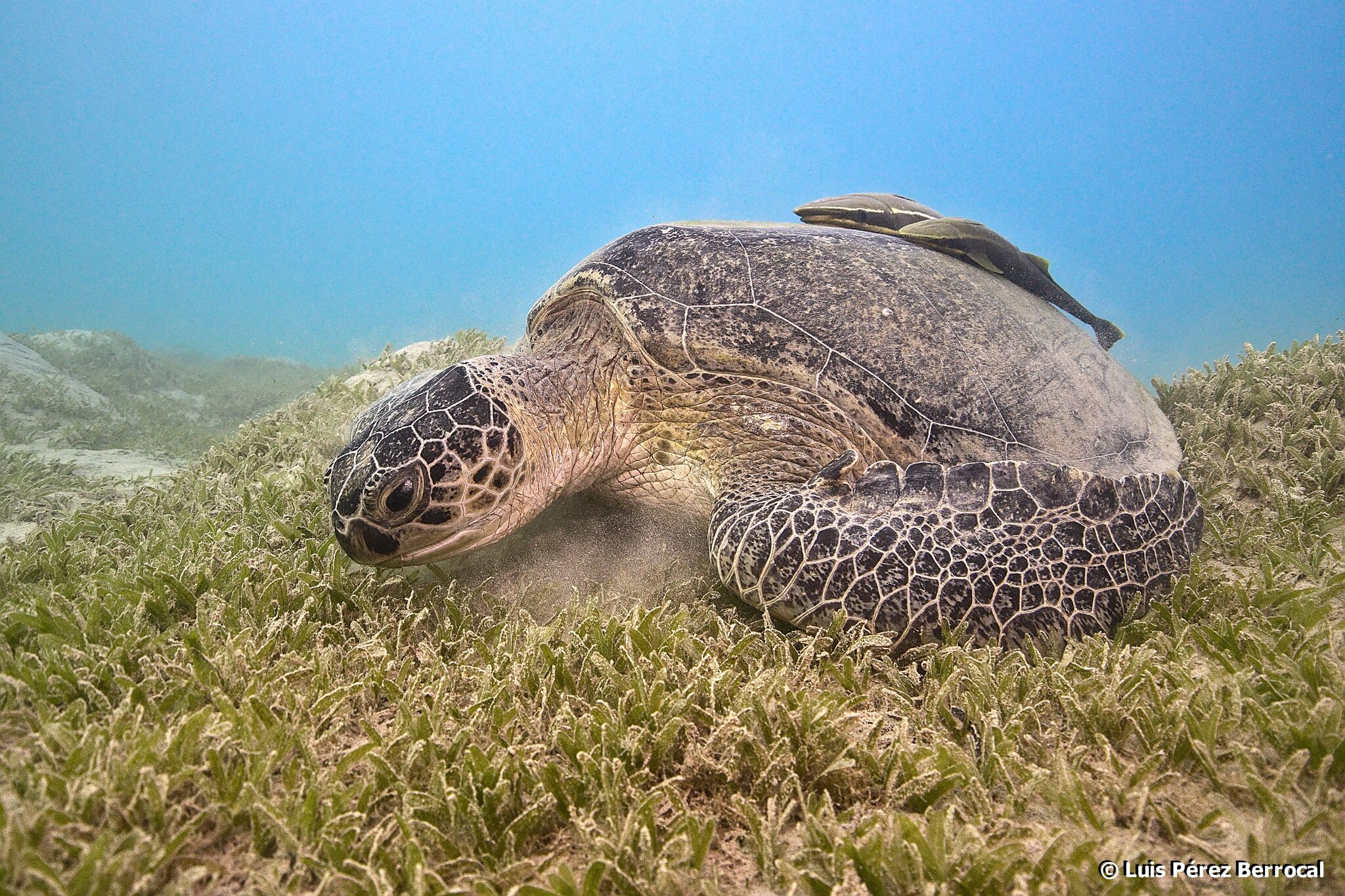 Green Sea Turtle (Chelonia mydas) · iNaturalist