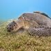 Green Sea Turtle - Photo (c) Luis Pérez Berrocal, some rights reserved (CC BY-NC), uploaded by Luis Pérez Berrocal