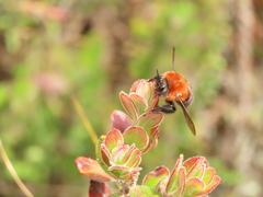 Bombus rubicundus