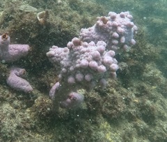 Pyura spinifera