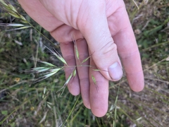 Avena barbata