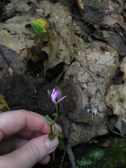 Triphora trianthophoros trianthophoros