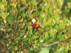 Bombus rubicundus