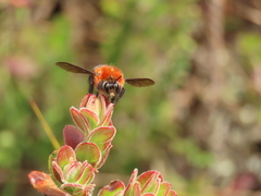 Bombus rubicundus