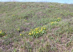 Ficaria verna calthifolia